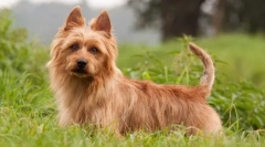 Австралийски териер